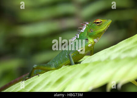 La forêt verte (lézard Calotes calotes) sur feuille, le Parc National de la forêt de Sinharaja, Sri Lanka Banque D'Images