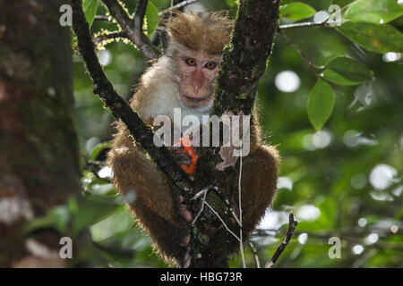 Toque macaque (Macaca sinica) assis dans l'arbre, manger, les précipitations, le Parc National de la forêt de Sinharaja, Sri Lanka Banque D'Images