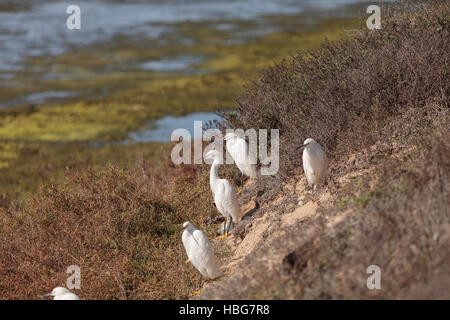 Aigrette neigeuse Egretta thula, oiseaux, Banque D'Images