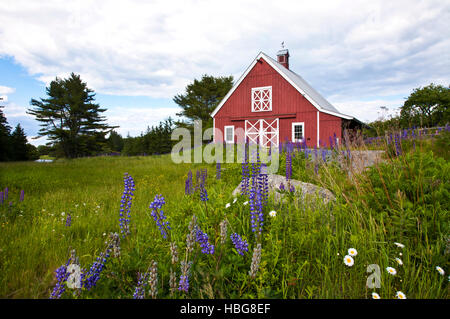 Grange rouge et printemps fleurs de la prairie de Lupin en premier plan, Parc national Acadia, Maine, Etats-Unis, Etats-Unis, Nouvelle-Angleterre, Amérique rurale FS 10,71 Mo