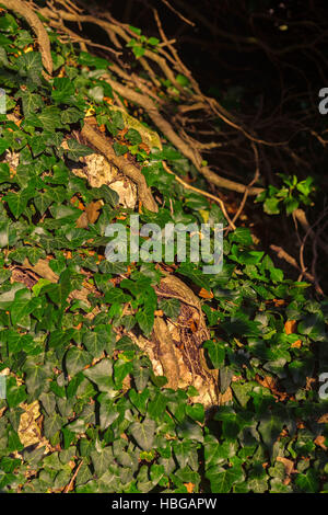 Hedera canariensis. La Crimée. Banque D'Images