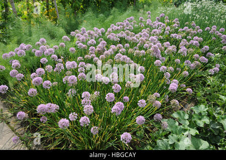 Allium tuberosum, poireau chinois Banque D'Images