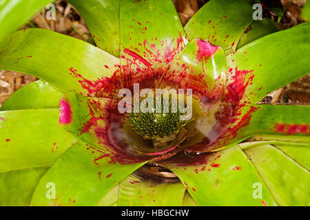 Close-up of immense Neoregelia bromelia, parsemé de feuilles vert vif, rouge vif et de l'eau au centre rouge avec fleurs immergées Banque D'Images