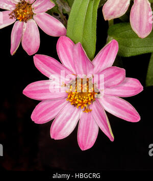 Belle rose fleur de Zinnia zinnia vivaces linearis, avec stries blanches sur les pétales, centre jaune, et le vert émeraude des feuilles sur fond noir Banque D'Images