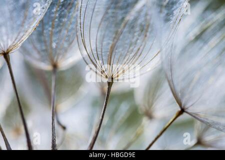 Belles graines de pissenlit sec in close up Banque D'Images