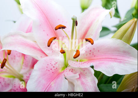 Lily rose bouquet de fleurs Banque D'Images