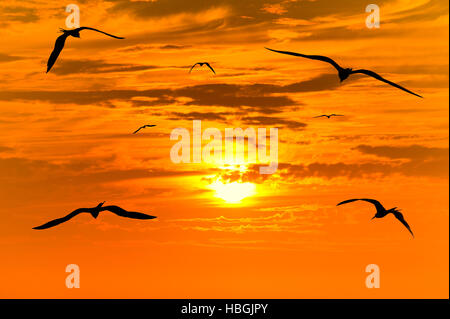 Coucher de silhouettes d'oiseaux est volée d'oiseaux voler dans le surréaliste coloré coucher du soleil avec un blanc chaud soleil rougeoyant guidant le chemin. Banque D'Images