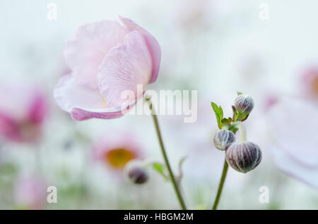 Fleur rose pâle anémone japonaise Banque D'Images