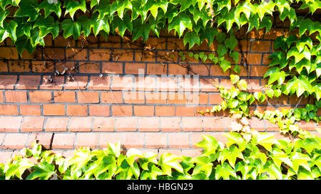 Mur de briques avec feuilles de lierre pans Banque D'Images