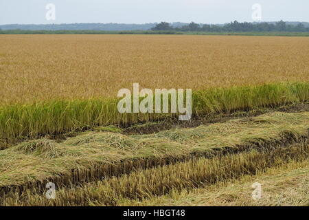 La récolte de riz a commencé sur le terrain. Banque D'Images