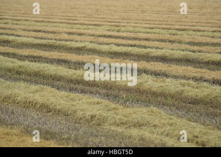 La récolte de riz a commencé sur le terrain. Banque D'Images
