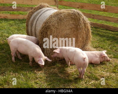 Porcelets d’alimentation Banque D'Images