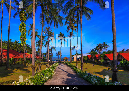 Promenade au milieu des palmiers Banque D'Images