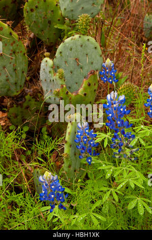 Texas bluebonnet avec figuier de barbarie, Enchanted Rock State Park, Texas Banque D'Images