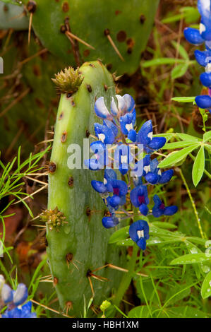 Texas bluebonnet avec figuier de barbarie, Enchanted Rock State Park, Texas Banque D'Images