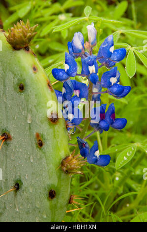 Texas bluebonnet avec figuier de barbarie, Enchanted Rock State Park, Texas Banque D'Images