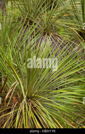 Le Yucca, Enchanted Rock State Park, Texas Banque D'Images