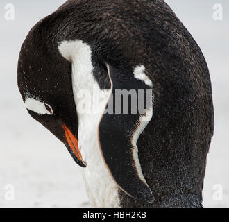 Gentoo pingouin (Pygoscelis papua) grooming Banque D'Images