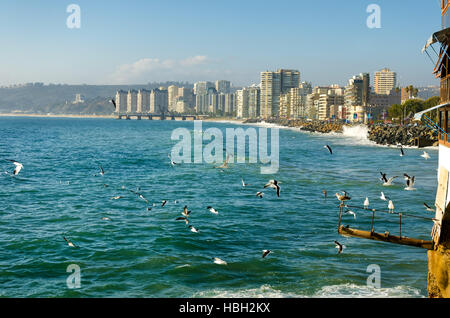 Oiseaux en profitant du soleil et de surf à Vina del Mar, Chili Banque D'Images