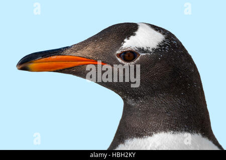 Gentoo pingouin (Pygoscelis papua) portrait Banque D'Images