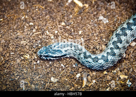 Déménagement serpent dangereux bleu sur le terrain Banque D'Images