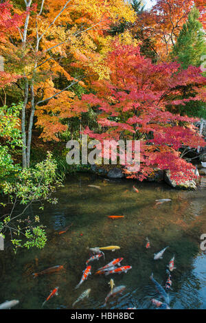 Couleurs d'automne et la carpe dans l'Étang Hojo à Eikan-do, Temple Zen de Kyoto, Japon Banque D'Images