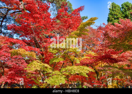 Couleurs d'automne étonnant à Eikan-do, Kyoto, Japon Banque D'Images