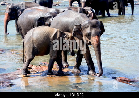 Les éléphants à l'Orphelinat Pinnawala Elephant, Sri Lanka Banque D'Images