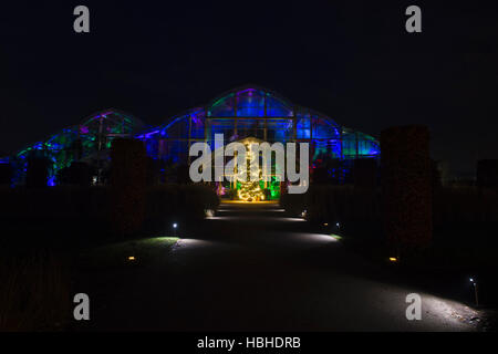 Arbre de Noël et les lumières à l'extérieur de la serre. RHS Wisley Gardens, Surrey, Angleterre. Bougies de Noël 2016 Festival Banque D'Images