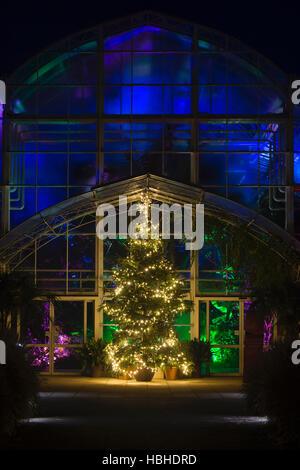 Arbre de Noël et les lumières à l'extérieur de la serre. RHS Wisley Gardens, Surrey, Angleterre. Bougies de Noël 2016 Festival Banque D'Images