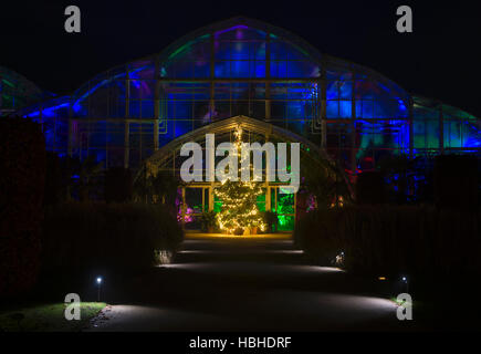 Arbre de Noël et les lumières à l'extérieur de la serre. RHS Wisley Gardens, Surrey, Angleterre. Bougies de Noël 2016 Festival Banque D'Images