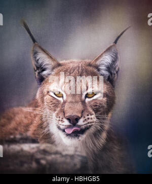 Lynx de Sibérie head shot Banque D'Images