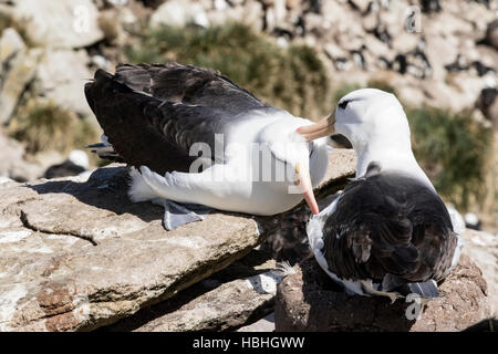 Albatros à sourcils noirs (Thalassarche melanophris) paire d'adultes interagissent dans colonie de reproduction, Îles Falkland Banque D'Images