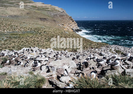 Albatros à sourcils noirs (Thalassarche melanophris) de nombreux adultes en colonie de reproduction, Îles Falkland Banque D'Images