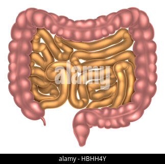 Une illustration de l'intestin grêle et le gros intestin fait partie du système digestif Banque D'Images