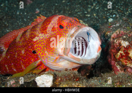 La morue, la tomate La tomate ou le mérou, Cephalopholis sonnerati, après avoir nettoyer les dents par un nettoyant de Blue Streak wrasse, Labroides. didimidiatus Banque D'Images