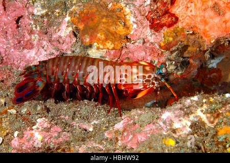 Peacock, Odontodactylus scyllarus Crevette Mantis, aussi connu en Arlequin Crevettes Mantis Mantis, peint et crevettes Crevettes Mantis Clown. Banque D'Images