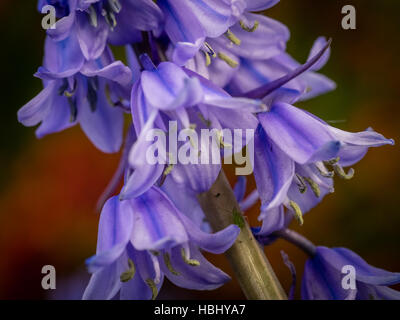 Campanula rapunculoides Banque D'Images