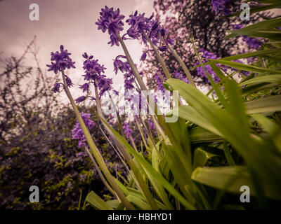 Campanula rapunculoides Banque D'Images