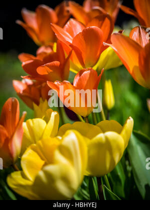 Rouge, jaune et orange tulips Banque D'Images
