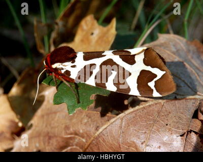 Jardin Tiger Moth Banque D'Images