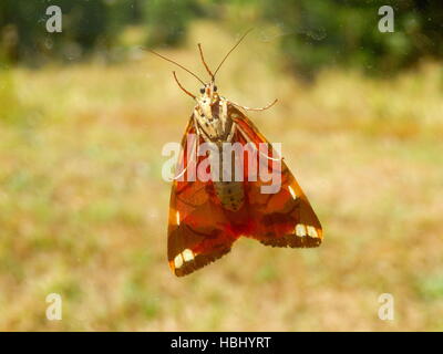 Jersey Tiger Butterfly Banque D'Images