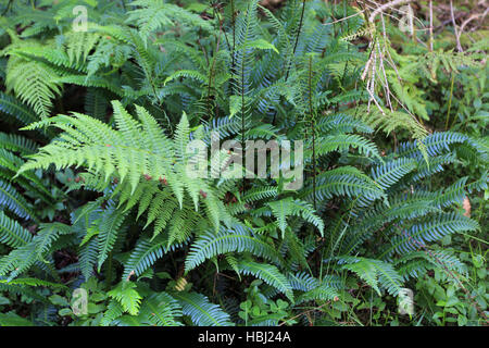 Hard fern, Blechnum spicant Banque D'Images
