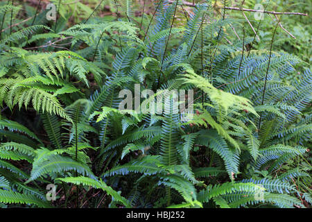 Hard fern, Blechnum spicant Banque D'Images