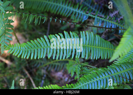 Hard fern, Blechnum spicant Banque D'Images