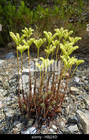 Sedum sediforme Banque D'Images