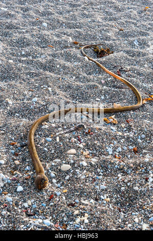 Un stipe de Bull Kelp (Nereocystis luetkeana) s'est échoué sur une plage de galets en Californie Banque D'Images