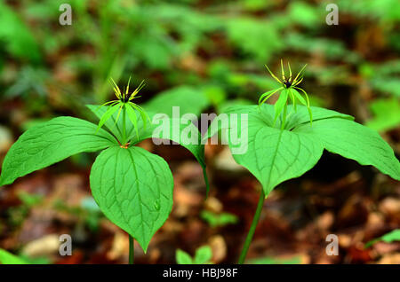 Herb Paris, vrai-Lover's Knot, Banque D'Images