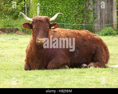 Vache de Salers Banque D'Images