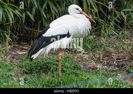 Stork adultes sur un pré Banque D'Images